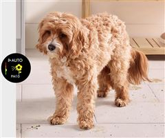 Dyson Purifier Cool PC2 De-NOx TP12